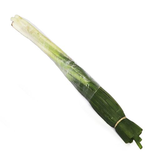 CEBOLLA JUNCA