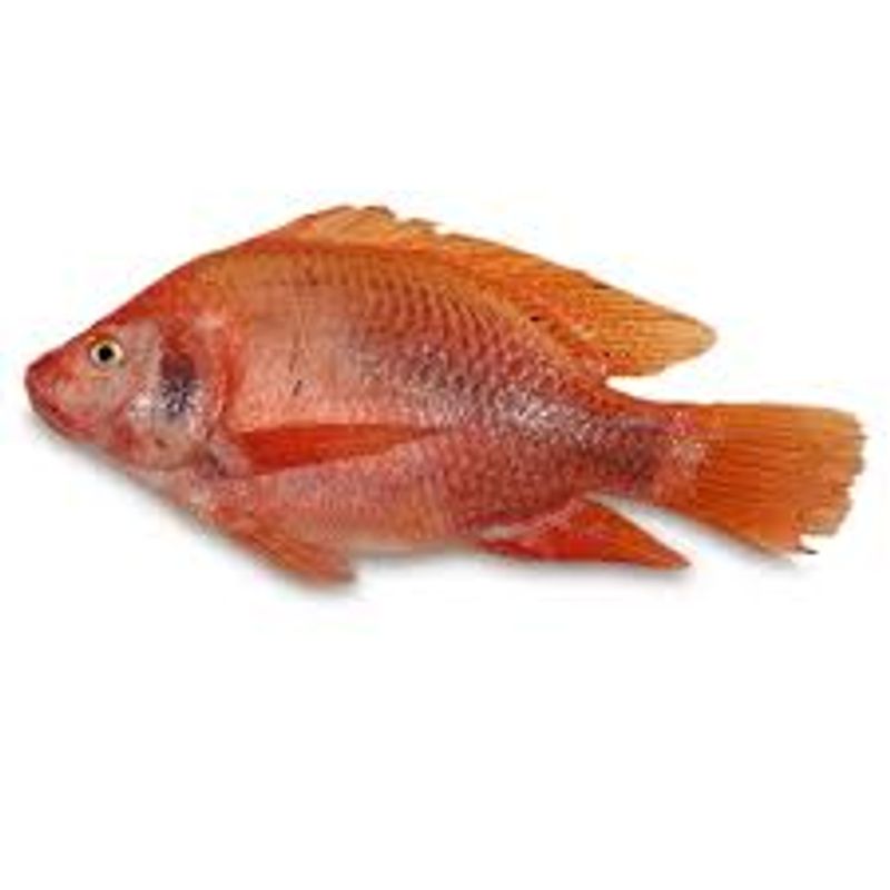 TILAPIA-ROJA-FRESCA