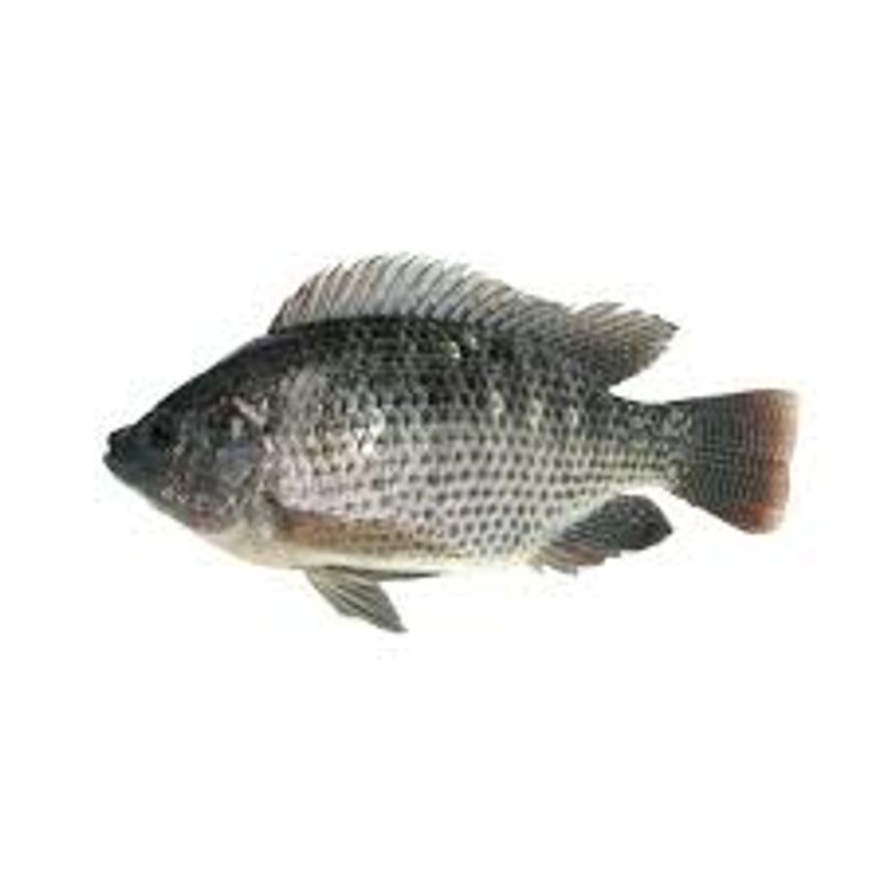TILAPIA-PLATEADA-FRESCA-X-KILO
