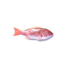 PARGO PLATERO FRESCO QUALITY *1KILO